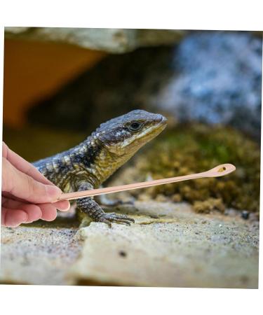 BESPORTBLE 6 Pcs Animal Feeding Pet Food Scoop Reptile Reptile Stainless Steel 19.20X1.30X0.20CMx3pcs Goldenx3pcs - Buy Online on GoSupps.com