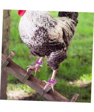 BUGUUYO 100pcs Chicken Leg Ring Chicken Thigh Poultry Identification Ring Chicken Drumsticks Plastic Purple - Buy Online on GoSupps.com