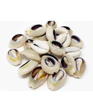 Crispy Collection Sea Shell Hair Beads 2-Pack - Cowrie Dreadlocks Braid Decoration - Buy Online on GoSupps.com