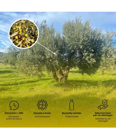  Puget Puget - Extra Virgin Olive Oil Miniatures (20 ml x 100) | Mediterranean Flavors in Every Drop | Elegant and Convenient Format - Buy Online on GoSupps.com