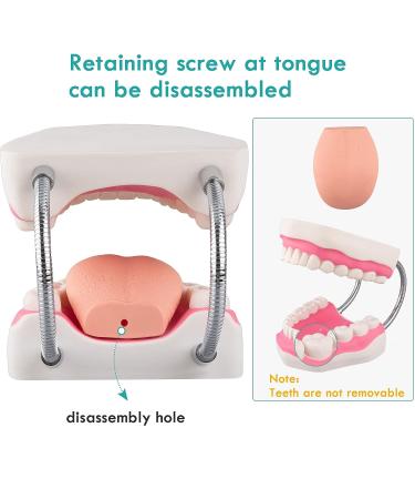 LVCHEN Mouth Model for Speech Therapy - Dental Hygiene Teeth Model with Movable Tongue and Denture Toothbrush - Buy Online on GoSupps.com