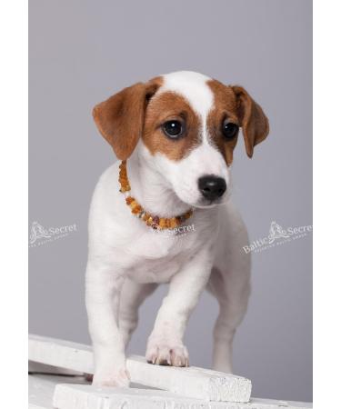 Buy AmberForPets Amber Necklace & Collar for Dogs | Baltic Amber Tick Protection | 48cm - Safe & Stylish Pet Accessories - Buy Online on GoSupps.com