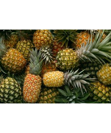 Organic Dried Pineapple Rings  1 Pound - Non-GMO  Flavorful Chewy Fruit Snack  Vegan  Unsulfured  No Sugar Added  Bulk  Great Addition to Desserts  Cakes  and Pies  No Sulphites  Unsweetened 1 LB - Buy Online on GoSupps.com