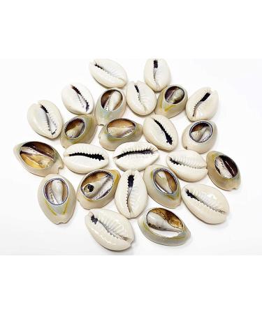 Crispy Collection Sea Shell Hair Beads 2-Pack - Cowrie Dreadlocks Braid Decoration - Buy Online on GoSupps.com