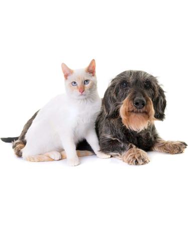 cat Urinary Infection - Pets Urinary Health Complex - for Dogs and Cats - Advanced Bladder Support - Cranberry cat Treats - 2 Bottles (180 Treats) - Buy Online on GoSupps.com