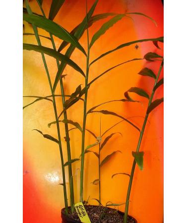 Grow Your Own Edible Ginger: 10 Live Rhizomes of Zingiber Officinale - Buy Online on GoSupps.com