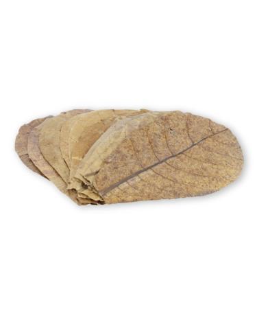 ProFlora sea almond leaves Aquarium - Organic Catappa Leaves as natural water suppliers and valuable nutritional supplements (S 10 pieces) 10 pieces S (approx. 12 cm)