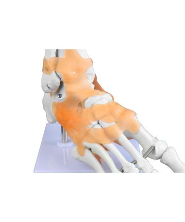 Jackson Global JS00047 Ankle Model - Right Foot with Ligament | International Shipping Available - Buy Online on GoSupps.com