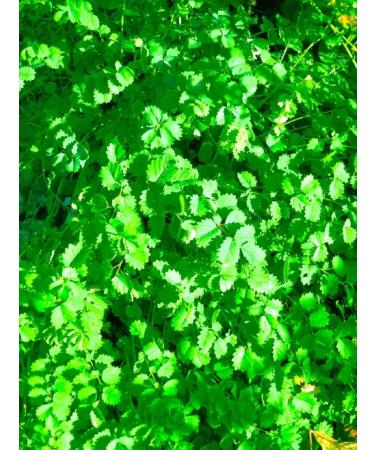 Burnet Herb Tea/Grande Pimprenelle Herbe (Sanguisorba Officinalis L. - Herba Sanguisorbae) - Health Embassy - 100% Natural (100g) - Buy Online on GoSupps.com