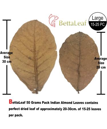 Indian Almond Leaves Leaf (15 25 Pieces) BettaLeaf 50 Grams Pack | 20-25cm. | Best Gold Brown Quality | Fish Tank for Betta Fish Shrimp Crayfish for Fish Healthy & Comfort - Buy Online on GoSupps.com