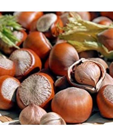 Turkish Hazelnuts in Shell - 1 kg High Quality Vegan Snack from Turkey | Natural & Untreated Hazelnuts in Bowl - Buy Online on GoSupps.com