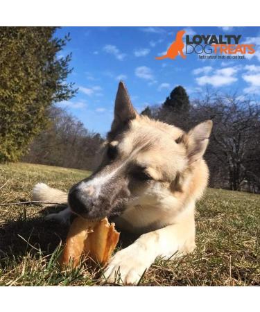 Loyalty Dog Treats Pig Ears (Pack of 25) + Beef Bully Sticks (Pack of 10) | Natural Single Ingredient Dehydrated Dog Chews Dog Treats + Dental Chew 6 inch 25 Pack - Buy Online on GoSupps.com