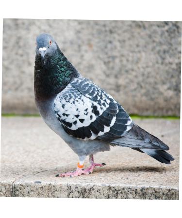 Ipetboom Baby Stuff 100 Pcs Pigeon Anklet Baby Things Chicken Tags Parrot Foot Ring for Pigeon Meat Pigeon Homing Pigeon 1.3X1.3CM Orange - Buy Online on GoSupps.com