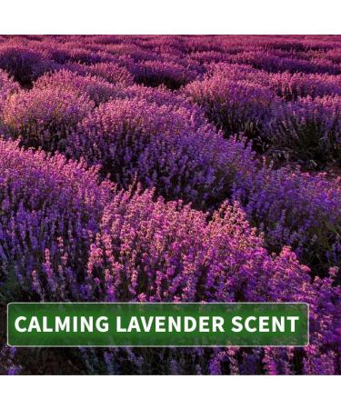 KitaMa Lavender Massage Oil 500ml - Nourishing Body Oil for Relaxation & Aromatherapy - Perfect for Calming Massages - Buy Online on GoSupps.com