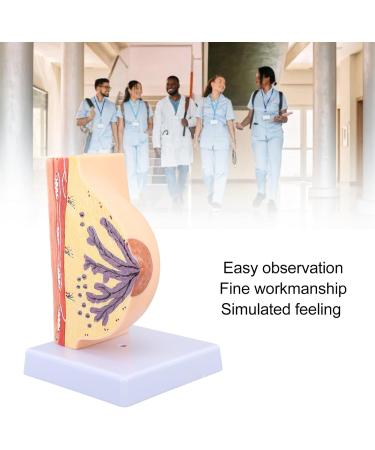 Model of the Female Breast Model for Education Human Female Anatomical Chest Model PVC Quiescent Chest Anatomy Model for Display Medicine Teaching - Buy Online on GoSupps.com