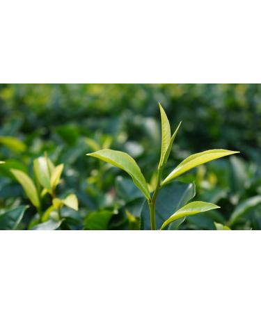 DLIC TEA Taiwan Oolong Tea Alishan Tea High Mountain Oolong Tea 75g (2.65 oz) Qingxin Oolong - Buy Online on GoSupps.com