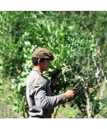 Yerbee Agamamate Yerba Mate Thee Bio 500 g Organic Mate Tea from Argentina Detox and energy drink Organic 05 chag - Buy Online on GoSupps.com