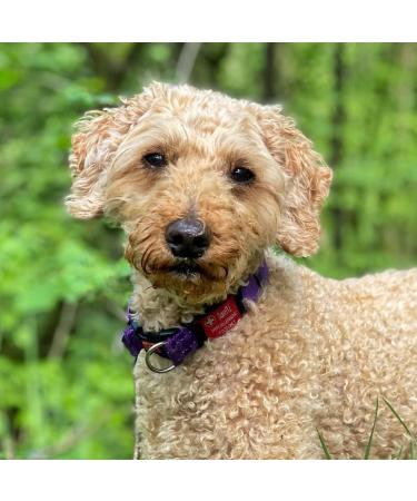 Flexitags Personalised Silent Slide on Dangle-Free Dog ID Tag Deep Diamond Tip Engraved for Durability Ideal for Active Dogs 150+ Colour Combinations Large Black - Buy Online on GoSupps.com