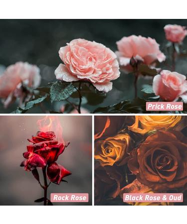 Esslux Premium Rose Fragrance Oil Gift Set for Diffuser, Candle Making, and Home Fragrance - Bulgarian, Black Rose & Oud Scents Included - Buy Online on GoSupps.com