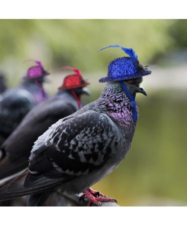 Funny Chicken Accessories: 6-Piece Feather Hat Costume for Small Pets - Adjustable Elastic Chin Strap for Chickens Ducks Parrots & Poultry - Buy Online on GoSupps.com