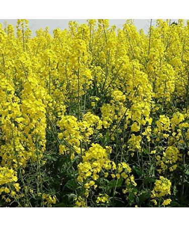 200 Seeds/Packs Plants in potio Yellow Flourishing of The Oil Oil rapeseed Edible rapeseed - Buy Online on GoSupps.com