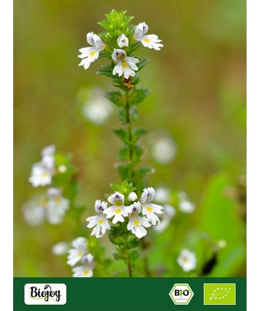  Biojoy Biojoy Organic Rostkov Eyebright (250 g) dried and cut ideal for herbal tea (Euphrasia rostkoviana) - Buy Online on GoSupps.com