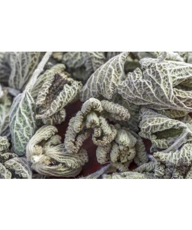 White Horehound Herb Tea | Marrubium Vulgare L | Marrube Blanc Herbe Tisane | Health Embassy (100g) - Buy Online on GoSupps.com