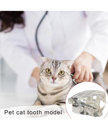 Cats Teeth Model Canine Cats Jaw Dentals Model Veterinary Office Educational Tool Pet Cats Teeth Anatomical Model - Buy Online on GoSupps.com