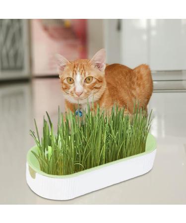 Hydroculture Cat Grass Gland Set - No Dirt No Smell Easy Planting | Anti-Grave Design for Healthy Cats - International Shipping Available! - Buy Online on GoSupps.com