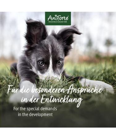 AniForte Junior Active for Puppies and Young Dogs 250g - for Bones Tendons Ligaments Teeth Development Calcium Supplement Vitamins and Minerals for Puppies - Buy Online on GoSupps.com
