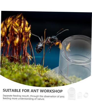 VILLCASE 4 Pcs Ant Water Feeder Mini Water Dispenser Ant Drinking Tools Ant Water Drinking Bowl Pet Ant Nest 4x4cmx2pcs Transparent Colorx2pcs - Buy Online on GoSupps.com