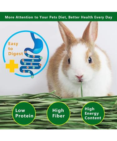 OHCOOL Timothy Hay 500g - Dust Free Natural Green Fresh Food Hay for Rabbits Tortoise Guinea Pig Chinchilla Timothy Hay 500g 500 g (Pack of 1) - Buy Online on GoSupps.com