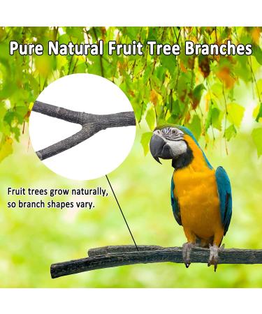 Kathson 6 PCS Parrot Perch Toy Set - Natural Wood Bird Cage Accessories for Parakeet, Budgies, Lovebirds - Buy Online on GoSupps.com