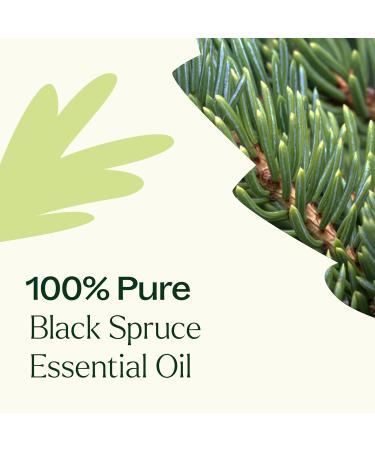 Plant Therapy Black Spruce Essential Oil 10 mL (1/3 oz) 100% Pure Undiluted Therapeutic Grade 0.34 Fl Oz (Pack of 1) - Buy Online on GoSupps.com