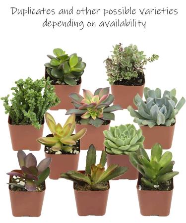 Altman Plants 20 Pack Assorted Live Succulent Plants in Cacti and Succulent Soil Mix - Buy Online on GoSupps.com