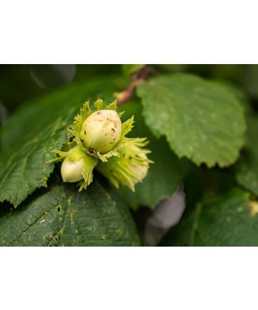 1lb Unsalted Oven Roasted Blanched Hazelnuts - Skinless Filberts, Vegan & Kosher - High Protein & Vitamin E - Ideal for Homemade Desserts - Bulk - Buy Online on GoSupps.com