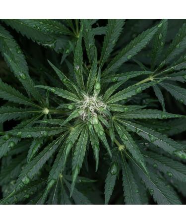  ECODENTA ECODENTA CBD Probiotic Toothpaste Fights Plaque and Tartar Toothpaste for Sensitive Teeth 100ml - Buy Online on GoSupps.com