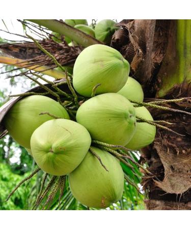 OKF Coconut drink 1.5 l - Buy Online on GoSupps.com