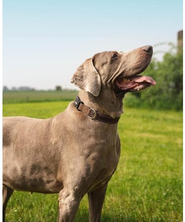 Shop Lonto XL Dog Collar - Durable Nylon Soft Padded 360 Reflective Click Closure - Brown | International Shipping Available - Buy Online on GoSupps.com