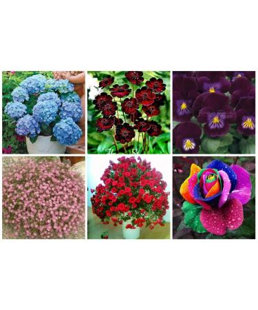 Potseed 6 Kinds of Flower Seeds DIY OutdoorHouse Gardening Planting Seeds 3