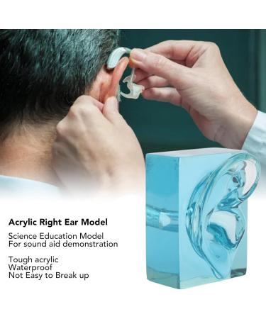 Professional Piercings Practice Ear Model - Waterproof Acrylic Blue Transparent Display for Sound Aids & Teaching Tools | International Shipping Available - Buy Online on GoSupps.com