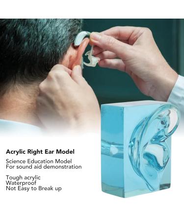 Acrylic Blue Transparent Waterproof Fake Right Ear Model for Sound Aid & Earwax Removal - Buy Online on GoSupps.com