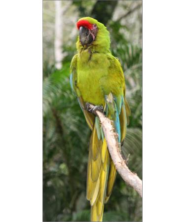 Aviator Bird Harness & Leash - XL Green | Made in America | International Shipping Available - Buy Online on GoSupps.com