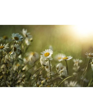 Calm Me Down Skin Balm 100ml | Nourishing Relief for Dry Skin | International Shipping - Buy Online on GoSupps.com