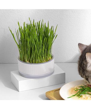 Anulely Cat Grass Plant Container - Earth-Free Indoor Planting Box for Cats & Dogs | Removable Sprouter Tray & Home D cor in White - Buy Online on GoSupps.com