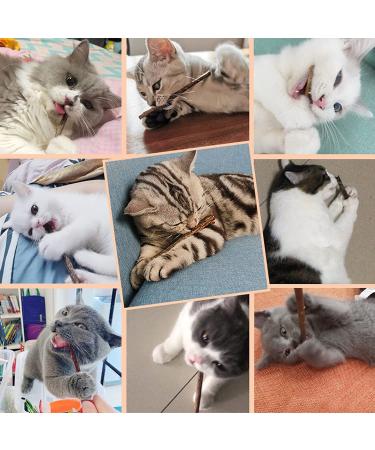 WoLover Cat Catnip Sticks - Natural Matatabi Silvervine Chew Toy for Cats | Teeth Cleaning & Molar Tools | 10 PCS - Buy Online on GoSupps.com