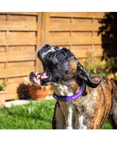 Masbrill LED Luminous Dog Collar - Waterproof Illuminated Safety with 3 Flashing Lights for Small Medium & Large Dogs - Purple XS (25-35cm) - Buy Online on GoSupps.com