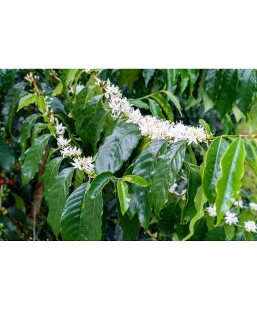 La Miel - Buy Online on GoSupps.com