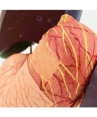 JUJNE Human Stomach Liver Gallbladder Pancreas Duodenum Model -Anatomy Digestive System Organ 6 Parts Liver Gallbladder Pancreas Spleen and Stomach Model - Buy Online on GoSupps.com