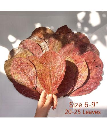 Premium Indian Almond Leaves 6-9 Pack 50g - Natural Aquarium Decorations Rich in Tannin for Health, Vitality, and Successful Breeding of Shrimp & Betta Fish Tank - Buy Online on GoSupps.com